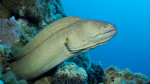 Moray peeks out of its hiding place on blue water background. Yellow-mouthed Moray Eel (Gymnothorax nudivomer), 4K-60fps