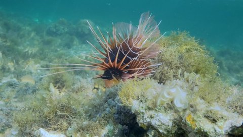 Radial Firefish or Red sea lionfish (Pterois radiata, Pterois cincta) swims above seabed covered with algae. Close-up, . 4K-60fps