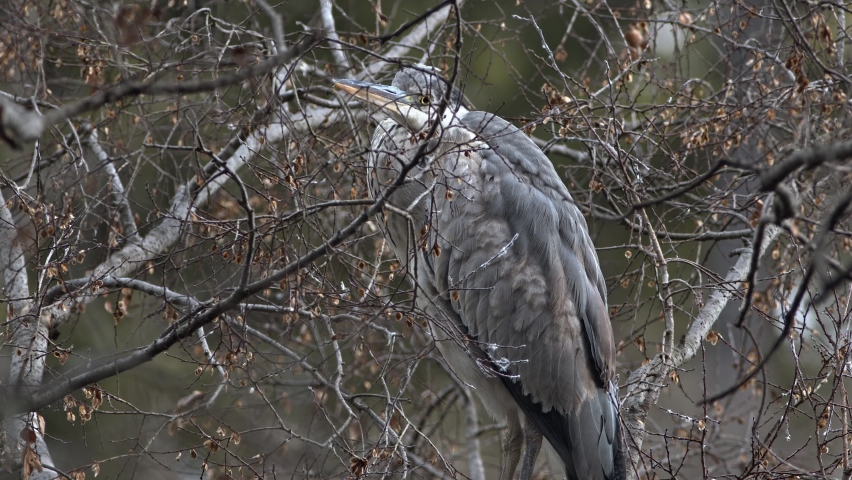 A grey heron resting in a tree.