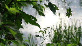 Sunny dark green spring or summer 4k video landscape. Natural organic leafy frame formed by foliage and branches of trees isolated at blurry river water, wild plants, grass bokeh background