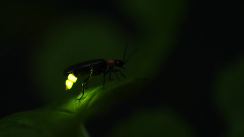 Fireflies Sticking Leaves Glowing Desperately By Stock Footage Video ...