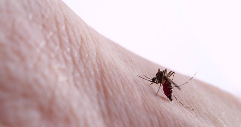 4K video of mosquito sucking blood.
The mosquito is often a carrier of infectious disease.