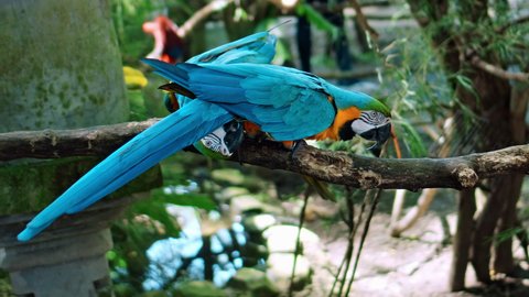 Parrot ara with yellow and blue feathers in its usual habitat with green grass and sprawl sits on a wooden branch