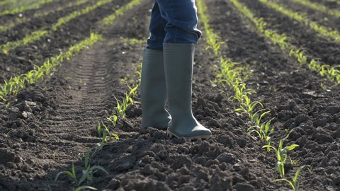 Female farmer in wellington rubber boots standing in young green corn field after herbicide treatment
