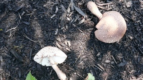 Large toadstool fungi laying on ground