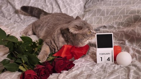 Romantic Valentine's Day at home in bed with a cat, red flowers, roses, candles, calendar. Scottish Straight-eared gray cat with a red bow plays and surprised to look around
