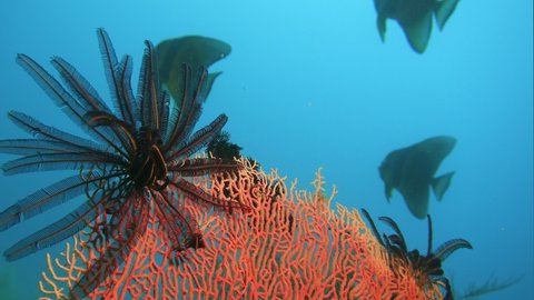 A beautiful black crinoid on top of a fan coral
