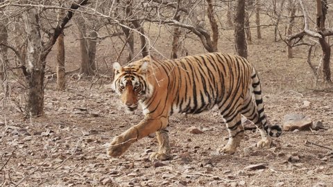 A Majestic Royal Bengal Tiger is walking in a jungle at Ranthambore National Park, Rajasthan