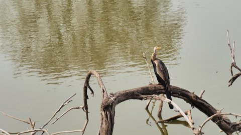 Anhinga popularly known as snakebird is sitting on a dried tree branch by the lake in search for a fish or pray at Ranthambore national park, Rajasthan