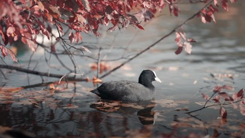 A coot paddling in the pond, under the tree branches. Colorful autumn leaves floating on the water. Slow-motion, blurry foreground.