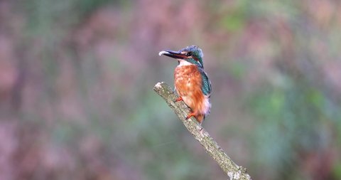 The common kingfisher (Alcedo atthis) sitting on the branch with very smal fish for its babies. Beuatifull bird with prey for his chicks