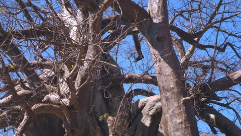 Tilt up and down to reveal huge tree trunk and branches of African baobab tree