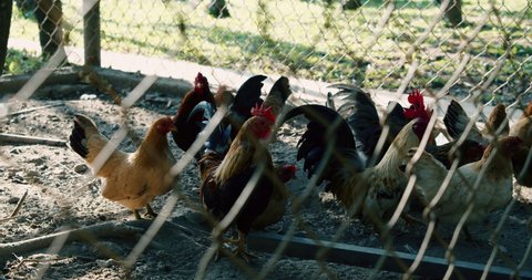 Brown hens walk into a chicken coop on a farm. Large livestock out of town. Eco factory for the production of poultry and eggs. Household.Small grown chickens run around in the aviary.