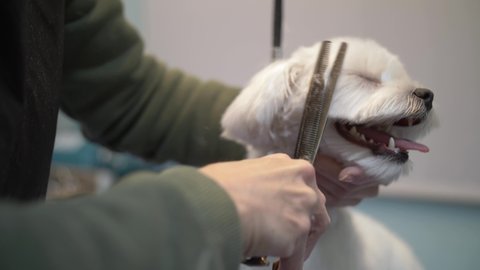 A female professional groomer cuts the muzzle of a Maltese lap dog with thinning scissors. A cute dog with his tongue hanging out sits on a pet grooming table in a beauty salon during a haircut.
