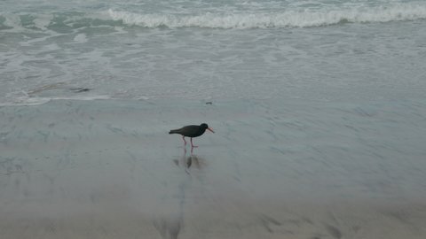 sooty oystercatcher feeds on a beach at south cape bay in the wilderness of south west national park in tasmania, australia