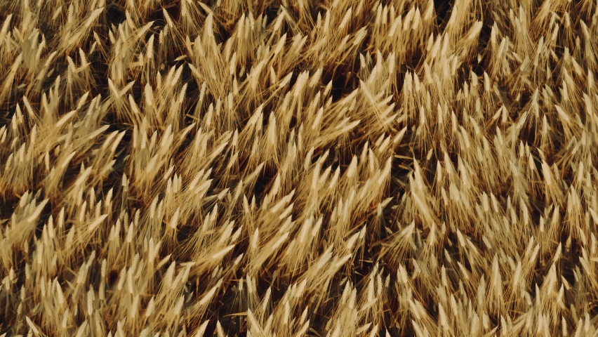Aerial close-up view of golden wheat field. Drone flies over ripe ears of wheat waving swaying in wind. Top down drone shot flyover yellow spikelets. Farmland, farm, countryside landscape Royalty-Free Stock Footage #1086422771