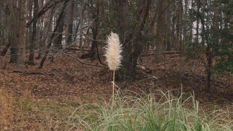 Pampas grass at the edge of the forest. 