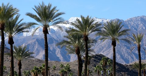 Morning sun illuminates iconic palm trees and snow capped mountains in the Palm Springs area of California, USA.