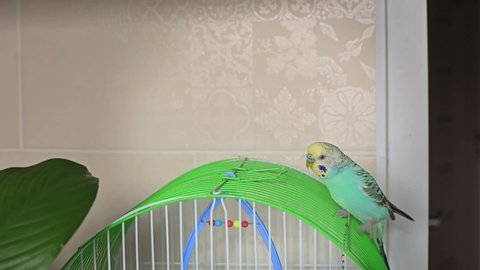 A blue budgie sits on a cage. Close-up. Soft focus. Veterinary medicine. Treatment of birds and animals. Pets