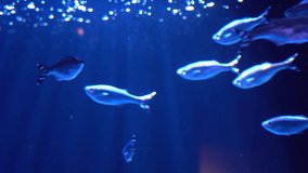 Flat lay of fish swimming in an aquarium illuminated. Fish glowing background with nice water glow. Water shining from the surface
