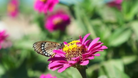 Tawny Coster butterfly (Acraea violae) feeding on the nectar of the purple zinnia in the garden, with blurry background of purple flowers.