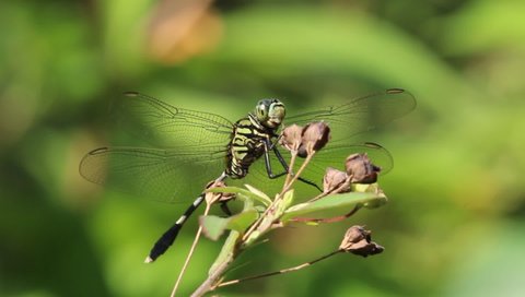 a green dragonfly perched on a flowering plant