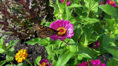 Monarch Butterfly - A monarch butterfly feeding on pink Zenia flowers in a Summer garden.