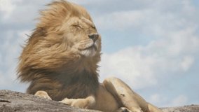 beautiful video of the lion beautiful background of the lion view