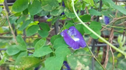 Butterfly pea or bluebellvine or cordofan pea (Clitoria ternatea), The flowers of this vine were imagined to have the shape of human female genitals.