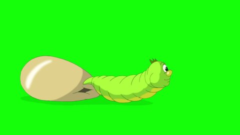 Green caterpillar emerges from the egg. Handmade animated HD footage isolated on green screen