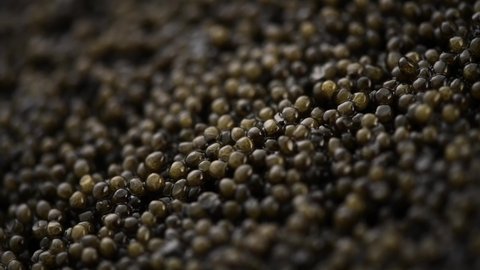 Black Caviar rotated background. High quality real natural sturgeon black caviar close-up, rotation. Delicatessen. Texture of expensive luxury caviar. Backdrop. Seafood. 4K