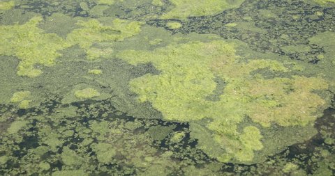Mossy Algae in the water