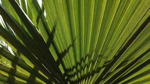 Turkey, Antalya, 24 August-2021. Green background, leaves of a young palm tree close-up view. Date palm is a tropical exotic plant typical of the Turkish region, Antalya.