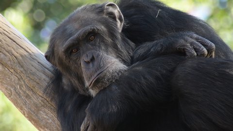 Common chimpanzee resting in a tree - Pan troglodytes