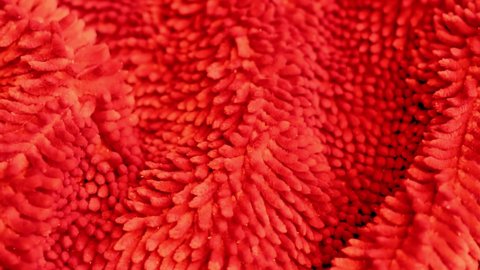 Fleecy Shaggy Detailed Texture of Red Fabric Puffy Soft Carpet in Bathroom, Macro. Red Fleece Material, Textile.