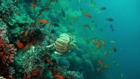 Fish on coral reef in underwater world of Philippine Sea. Macro relaxing video about coral reef and wildlife in undewater sea and ocean life.