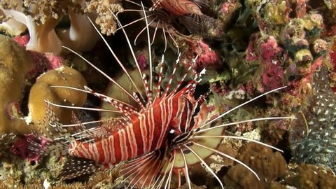 Striped scorpion fish in underwater ocean of Philippine. Macro video scorpion fish of underwater wildlife in marine life world of Philippine Sea. Relaxing video about sea and ocean life.