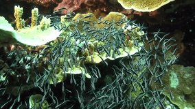 School of striped fish in underwater ocean of Philippine. Group fish of one species and beauty of underwater wildlife in marine life world of Philippine Sea. Relaxing video about sea and ocean life.