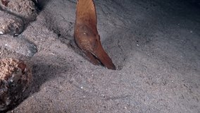 Fish Batfish (Platax pinnatus) on sandy seabed in ocean. Pinnate spadefish representative of underwater marine wildlife of amazing fish on background of sea soil in Raja Ampat, Indonesia.