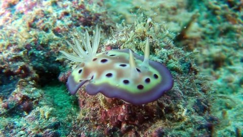 Multicolored nudibranch mollusc sea slug with round on seabed with round spots macro video. Close up marine invertebrates spotted seaslug nudibranch on seabed in marine life of Philippine Sea.