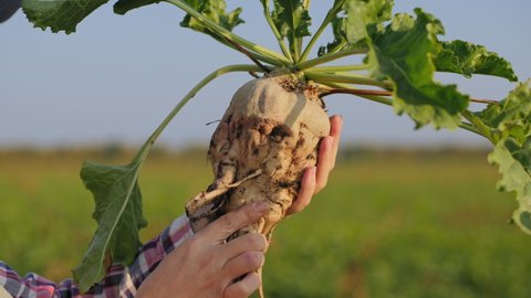 Close-up shot of ripe sugar beet in woman's hands. The cultivation of sugar beet