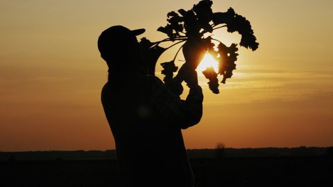 Silhouette of a woman farmer holding a root vegetable of sugar beet in the field at sunset. The cultivation of sugar beet