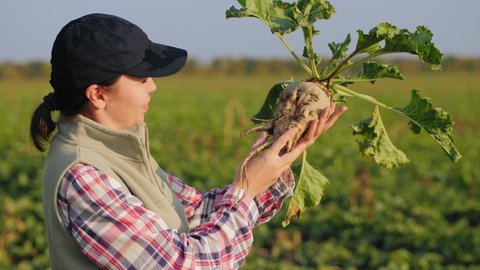 A woman in an agricultural field inspect ripe sugar beet in hand. The cultivation of sugar beet