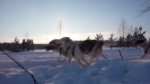 A team of sled dogs pulling a sled through the wonderful winter calm winter forest. Riding husky sledge in Lapland landscape video loop