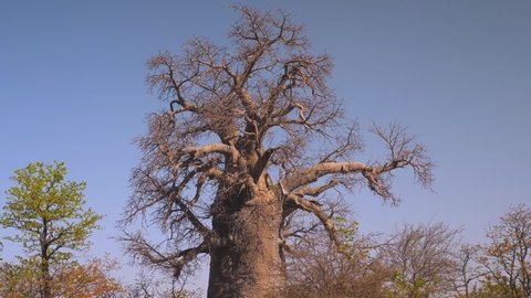Tilt up bare, pink Baobab tree from roots to top of branches in dry African landscape