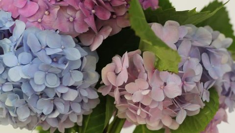 Background Purple Hydrangea Flower Stock Footage Video (100% Royalty