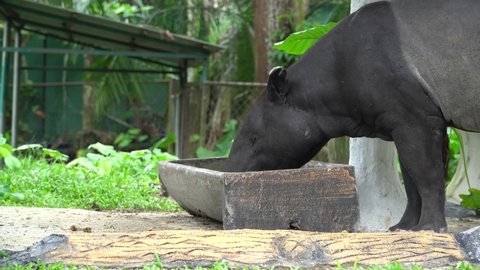 Tapir (Tapirus Indicus) close-up, a large, herbivorous mammal, similar in shape to a pig, with a short, prehensile nose trunk