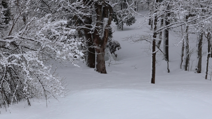Snow-capped zelkova tree tilt up
