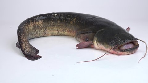 live river catfish weighing 7 kg lies and opens its mouth on a white 