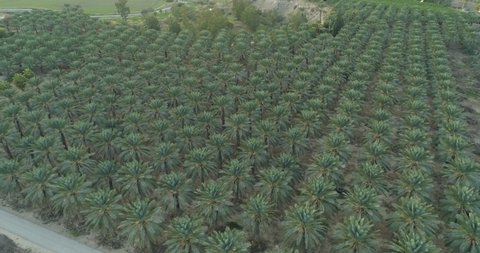 Aerial view of palm trees cut in a field, Dganya, Sea of Galilee, Israel.
